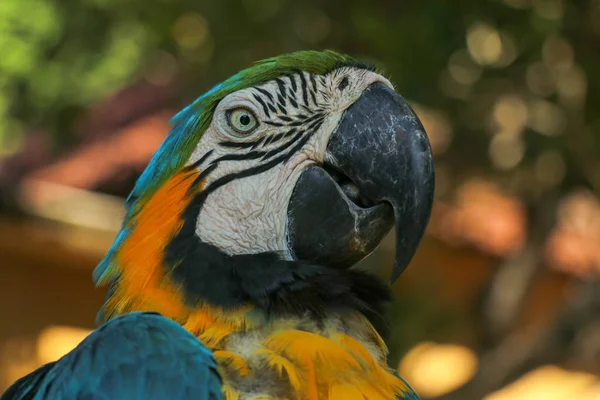 Portrait Gros Plan Macaw Bleue Jaune Zoo Parc Oiseaux Bali — Photo