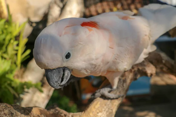 巴厘岛鸟园动物园里 美丽的鲑鱼科卡托坐在干枯的树枝上 Moluccan Cockatoo Cacatua Moluccensis Adult Shouting 世界上最有名的鹦鹉之一 热带背景 — 图库照片