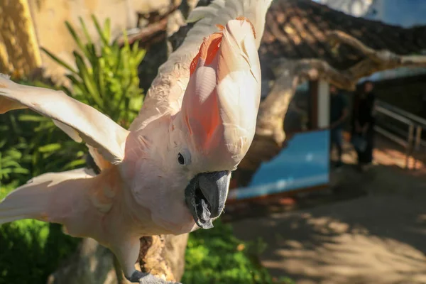 Прекрасный Молукканский Попугай Какаду Сидит Сухой Ветке Машет Крыльями Симпатичный — стоковое фото
