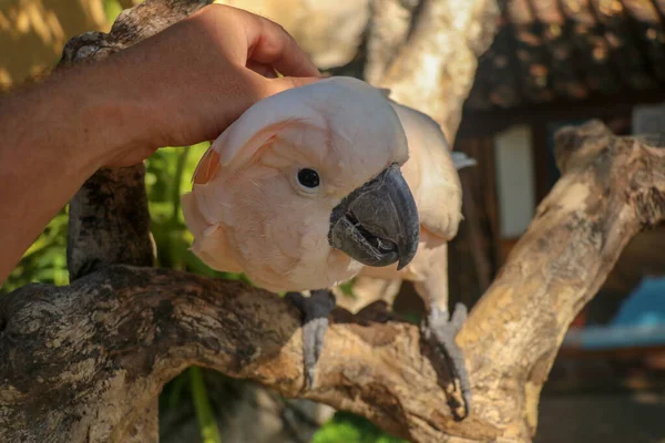 Ręka Człowieka Dotyka Pięknego Okazu Kakadu Cute Cacatua Moluccensis Stoi — Zdjęcie stockowe