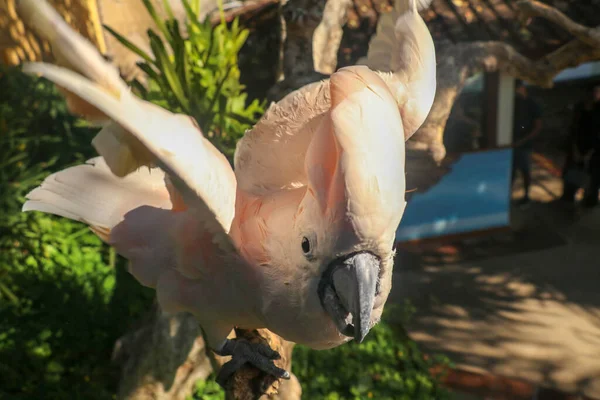 Beautiful Salmon Crested Cockatoo Sitting Dry Branch Bali Bird Park — Stock Fotó