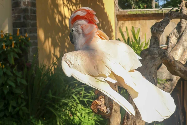 Gyönyörű Moluccan Kakadu Papagáj Egy Száraz Ágon Integet Szárnyait Aranyos — Stock Fotó