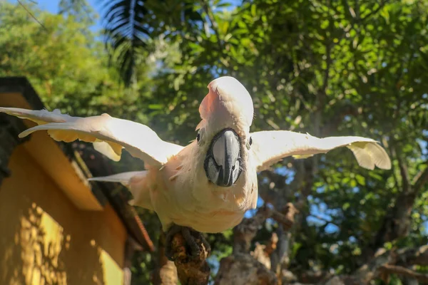 Hermoso Loro Cacatúa Molucca Sentado Una Rama Seca Agitando Sus — Foto de Stock