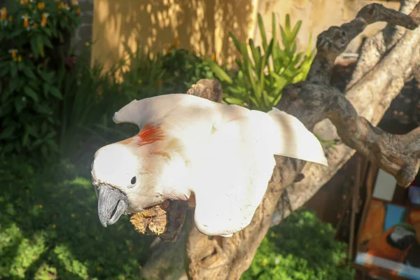 Close Portret Salmon Crested Cockatoo Bali Bird Park Zoo Molukse — Stockfoto