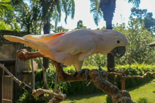 巴厘岛鸟园动物园里 美丽的鲑鱼科卡托坐在干枯的树枝上 Moluccan Cockatoo Cacatua Moluccensis Adult Shouting 世界上最有名的鹦鹉之一 热带背景 — 图库照片