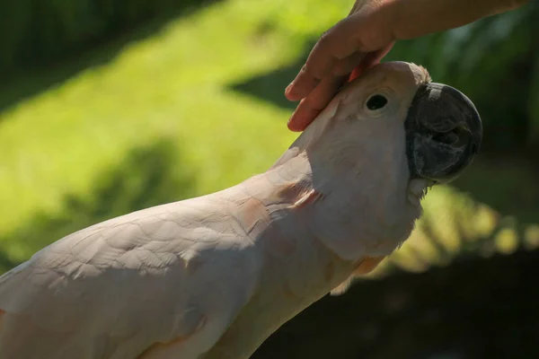 Férfi Kéz Megérintette Kókuszdió Gyönyörű Példányát Aranyos Cacatua Moluccensis Áll — Stock Fotó