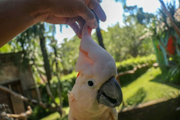 Erkek Eli Güzel Bir Papağan Örneğine Dokunuyor Şirin Cacatua Moluccensis — Stok fotoğraf