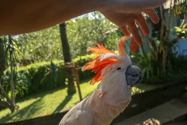 人的手触摸美丽的可可标本 Cacatua Moluccensis小可爱站在一根树枝上抚摸着它的羽毛 鲑鱼味的科卡托 热带旅行概念 — 图库照片