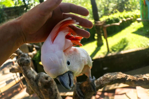 Ręka Człowieka Dotyka Pięknego Okazu Kakadu Cute Cacatua Moluccensis Stoi — Zdjęcie stockowe