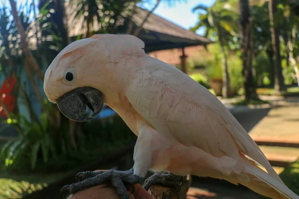 Ritratto Vicino Salmon Crested Cockatoo Allo Zoo Bali Bird Park — Foto Stock