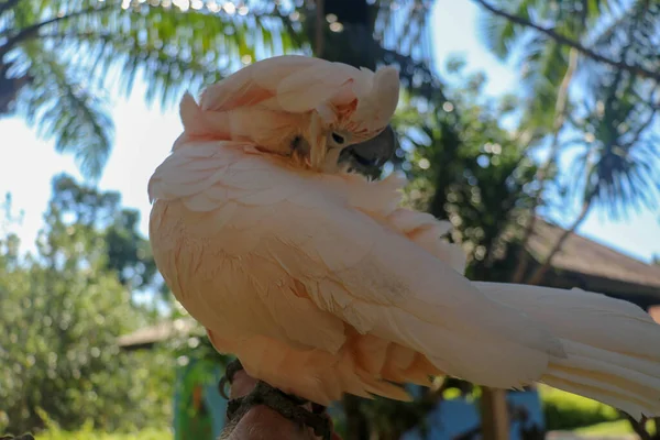Közelkép Lazacos Kakaduról Bali Madárparkban Moluccan Cockatoo Papagáj Portré Makro — Stock Fotó