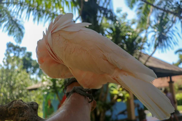 Закрыть Портрет Лососёвого Какаду Зоопарке Бали Портрет Попугая Молукккского Какаду — стоковое фото