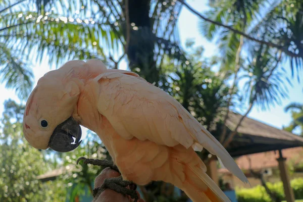 巴厘岛鸟园动物园里的萨门科克托罗近照 Moluccan可可托鹦鹉肖像画 一只美丽的鹦鹉Cacatua Moluccensis的宏观肖像 分支的异国情调旅行概念背景 — 图库照片