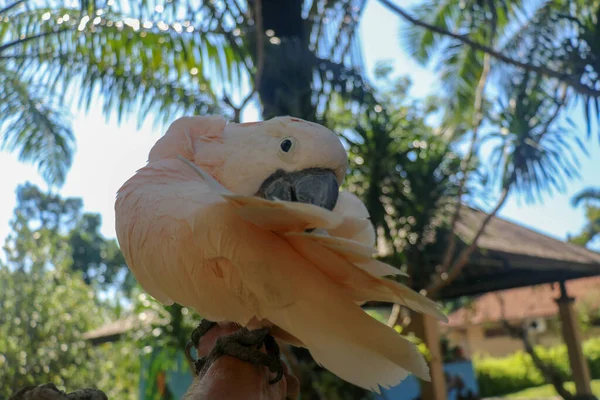 巴厘岛鸟园动物园里的萨门科克托罗近照 Moluccan可可托鹦鹉肖像画 一只美丽的鹦鹉Cacatua Moluccensis的宏观肖像 分支的异国情调旅行概念背景 — 图库照片
