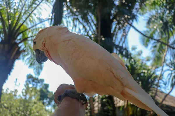 巴厘岛鸟园动物园里 美丽的鲑鱼科卡托坐在干枯的树枝上 Moluccan Cockatoo Cacatua Moluccensis Adult Shouting 世界上最有名的鹦鹉之一 热带背景 — 图库照片