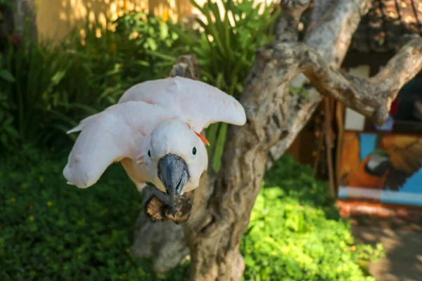 Közelkép Lazacos Kakaduról Bali Madárparkban Moluccan Cockatoo Papagáj Portré Makro — Stock Fotó