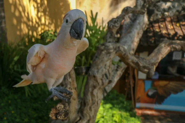 Ritratto Vicino Salmon Crested Cockatoo Allo Zoo Bali Bird Park — Foto Stock