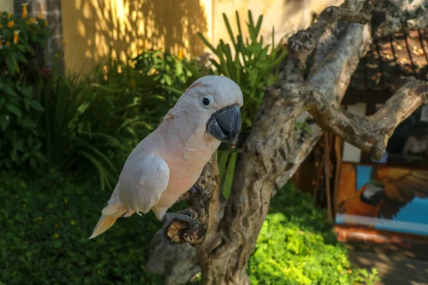 Primer Retrato Cacatúa Con Cresta Salmón Zoo Bali Bird Park — Foto de Stock