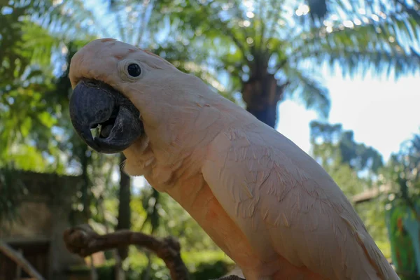 Close Portrait Salmon Crested Cockatoo Bali Bird Park Zoo Moluccan — Stock Photo, Image