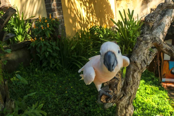 Zamknij Portret Kakadu Łososiowatego Bali Bird Park Zoo Moluccan Portret — Zdjęcie stockowe