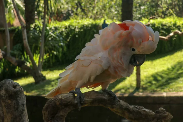 Beautiful Salmon Crested Cockatoo Sitting Dry Branch Bali Bird Park — стокове фото