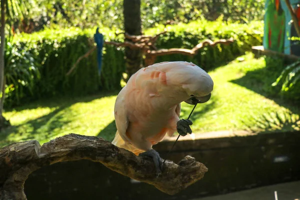 Gyönyörű Moluccan Kakadu Papagáj Száraz Ágon Bali Madárpark Állatkertjében Lazacos — Stock Fotó