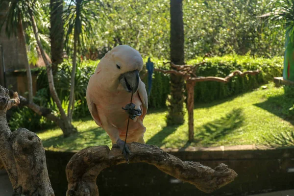 Прекрасный Молукканский Попугай Какаду Сидит Сухой Ветке Зоопарке Бали Лесной — стоковое фото
