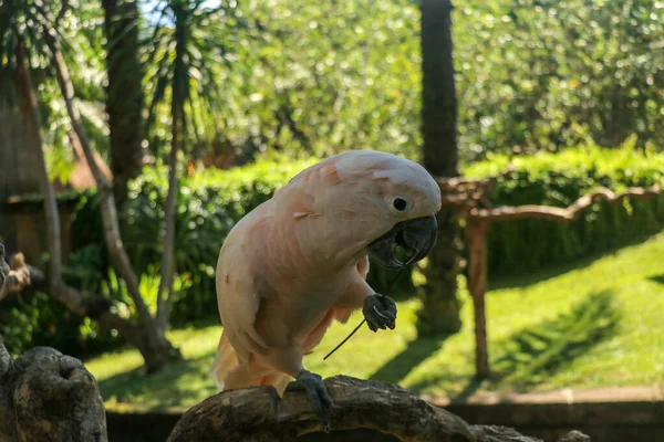 Güzel Moluccan Papağanı Bali Kuş Parkı Hayvanat Bahçesinde Kuru Dalda — Stok fotoğraf