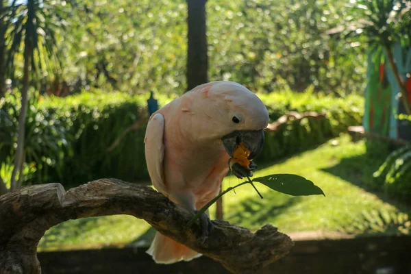 Beautiful Moluccan Cockatoo Parrot Sitting Dry Branch Bali Bird Park — стокове фото