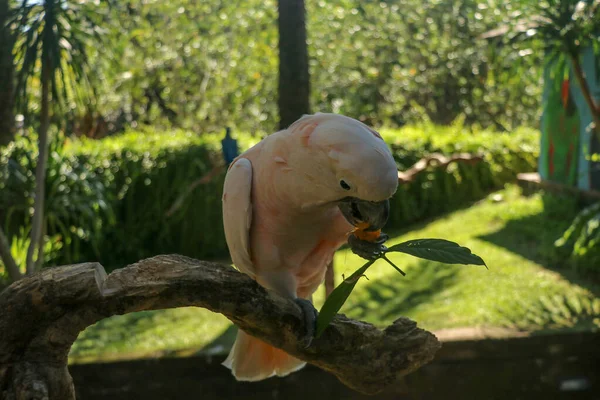 Beau Perroquet Moluccan Cockatoo Assis Sur Une Branche Sèche Zoo — Photo