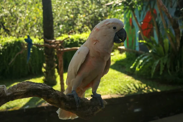 Ritratto Vicino Salmon Crested Cockatoo Allo Zoo Bali Bird Park — Foto Stock