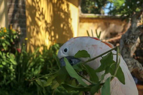 Piękna Papuga Kakadu Moluccan Siedząca Suchej Gałęzi Zoo Bali Kakadu — Zdjęcie stockowe