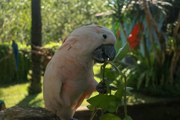 Bellissimo Pappagallo Molucco Cockatoo Seduto Sul Ramo Secco Allo Zoo — Foto Stock