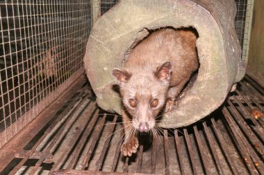 Asya Palm Civet. Kopi Luwak 'ın pahalı kahve yapımında kullanılan hayvan. Gece yaşayan hayvanların portresi Küçük dişli palmiye misketi Arctogalidia trivirgata Kafeste kameraman gecesine bakıyor.