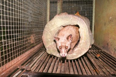 Palm Civet kafeste yürüyor. Asya Palm Civet. Kopi Luwak 'ın pahalı kahve yapımında kullanılan hayvan. Kopi Luwak kahvesi üretimi için bir kafese konmuş Asya palmiye misketi..