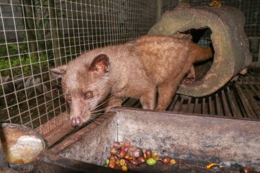 Palm Civet olgun robusta kahve meyveleri yer. Küçük dişli palmiye misketi (Arctogalidia trivirgata), gece vakti kameraya çekilen gece portresi. Misk kedisi portresi. Yakın plan..