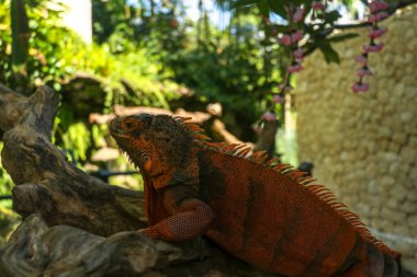 Red Iguana 'nın kafasının yan görüntüsü. Kırmızı iguana ağaca tırmanıyor. Büyük iguana iguanasının Macro fotoğrafı. Doğal arka planda izole edilmiş kırmızı iguana. Yetişkin bir kertenkele. Güzel Kırmızı İguana