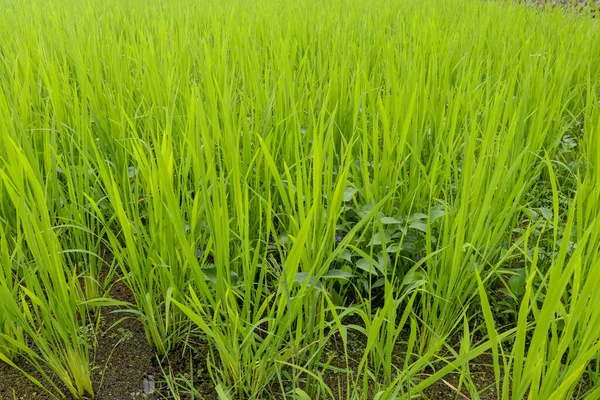 花冠单花 风信子 小紫色花 密密麻麻地包裹在花束中 花瓣的末端在枯萎时呈螺旋形扭曲包扎种子 除了长而圆的茎 心形叶子 顶部光滑 — 图库照片