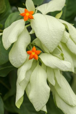 Güzel sarı bir Mussaenda çiçeği. Beyaz türler, turuncu çiçekli Mussaenda çiçeği. Mussaenda Don Luz Mag Say, Don Tringing, Mussaenda philippinica, Don Queen Sirikit.