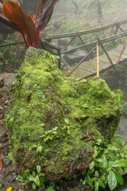 Endonezya, Bali Adası 'ndaki Banyuwana Amerta Şelalesi' nde ıslak bir kaya. Tropikal ormanda kahverengi taş. Tropikal bitki örtüsü nemli taşlar ve çevresiyle kaplıdır. Doğal arkaplan.