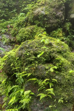 Endonezya, Bali Adası 'ndaki Banyuwana Amerta Şelalesi' nde ıslak bir kaya. Tropikal ormanda kahverengi taş. Tropikal bitki örtüsü nemli taşlar ve çevresiyle kaplıdır. Doğal arkaplan.