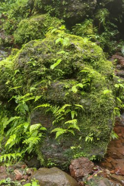 Endonezya, Bali Adası 'ndaki Banyuwana Amerta Şelalesi' nde ıslak bir kaya. Tropikal ormanda kahverengi taş. Tropikal bitki örtüsü nemli taşlar ve çevresiyle kaplıdır. Doğal arkaplan.
