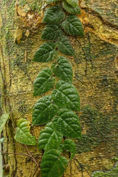 Trepadora Tropical Con Hojas Color Verde Oscuro Crece Tronco Enorme —  Fotos de Stock