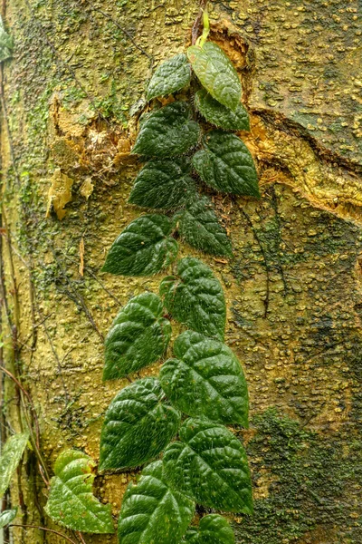 Тропический Скалолаз Темно Зелеными Листьями Растет Стволе Огромного Дерева Ficus — стоковое фото