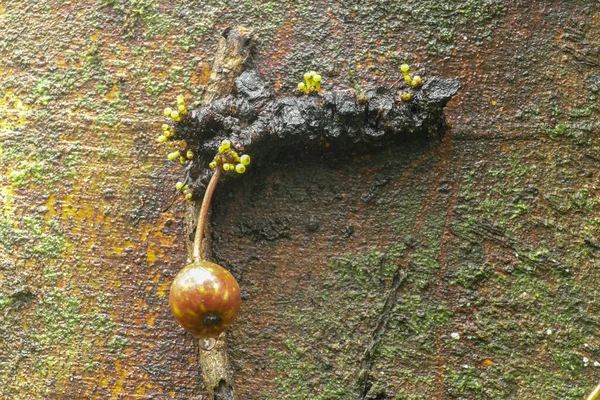 Frutti Fico Variegati Che Maturano Sul Tronco Albero Questi Frutti — Foto Stock