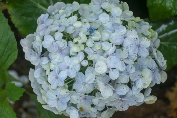 Detalle Hydrangea Macrophylia Flores Púrpuras Florecientes Primer Plano Hydrangea Macrophylia —  Fotos de Stock