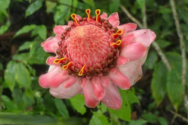 Vista Superior Flor Ornamental Etlingera Elatior Flor Tropical Red Torch — Fotografia de Stock