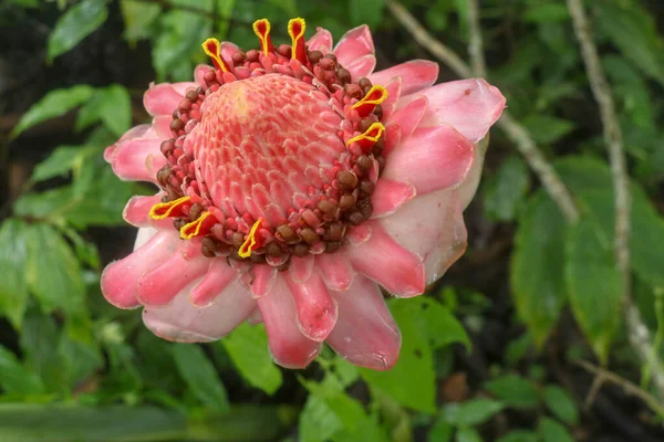 Floração Etlingera Elatior Combrang Bunga Kantan Flor Cera Filipina Gengibre — Fotografia de Stock