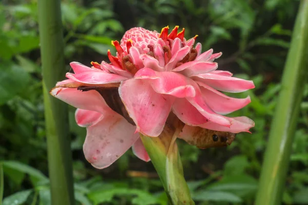 Gros Plan Etlingera Elatior Couleur Fleur Rouge Dans Nature Etlingera — Photo