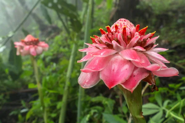An ornamental flower Etlingera elatior in sunlight. Tropical flower red torch ginger (zingiberaceae). Beautiful Pink flowers Torch Ginger in the jungle. The plant is found in the tropical forest.